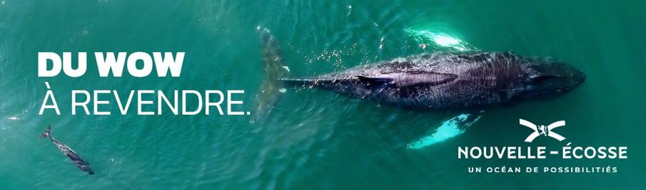 French billboard with an areal view of whales. Text reads Du wow a revendre.